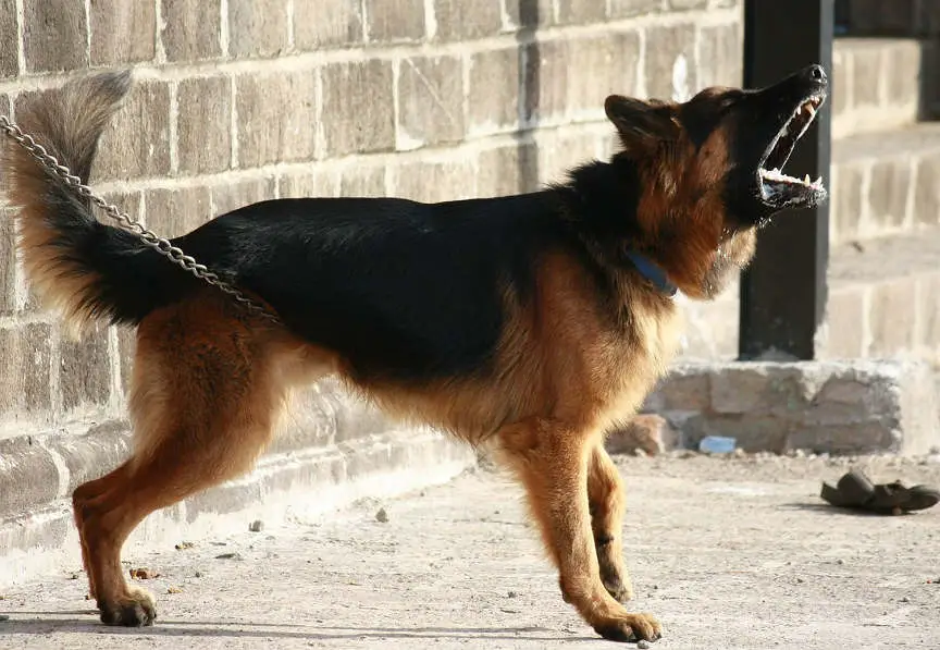 best guard dog - german shepherd