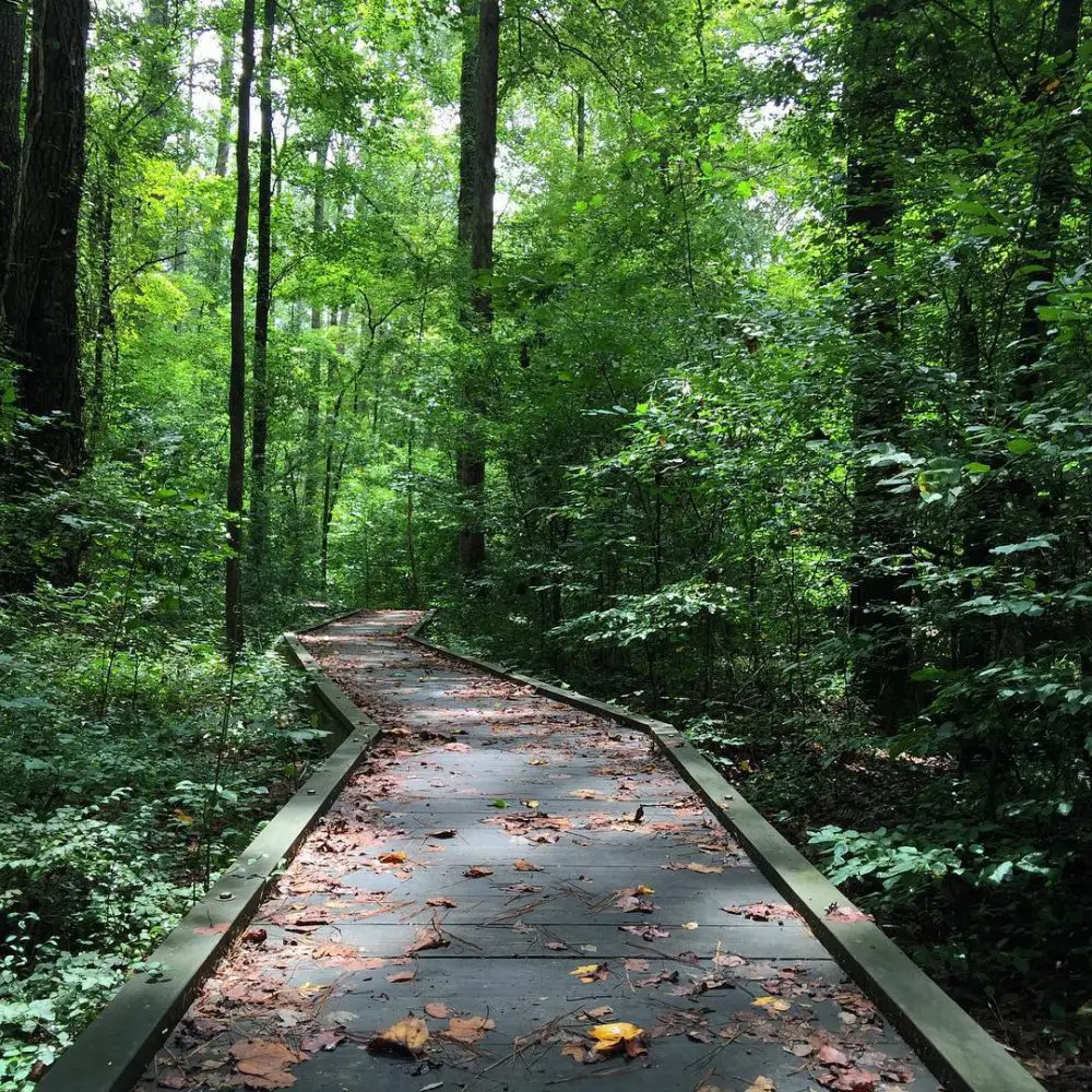 Johns Creek trail