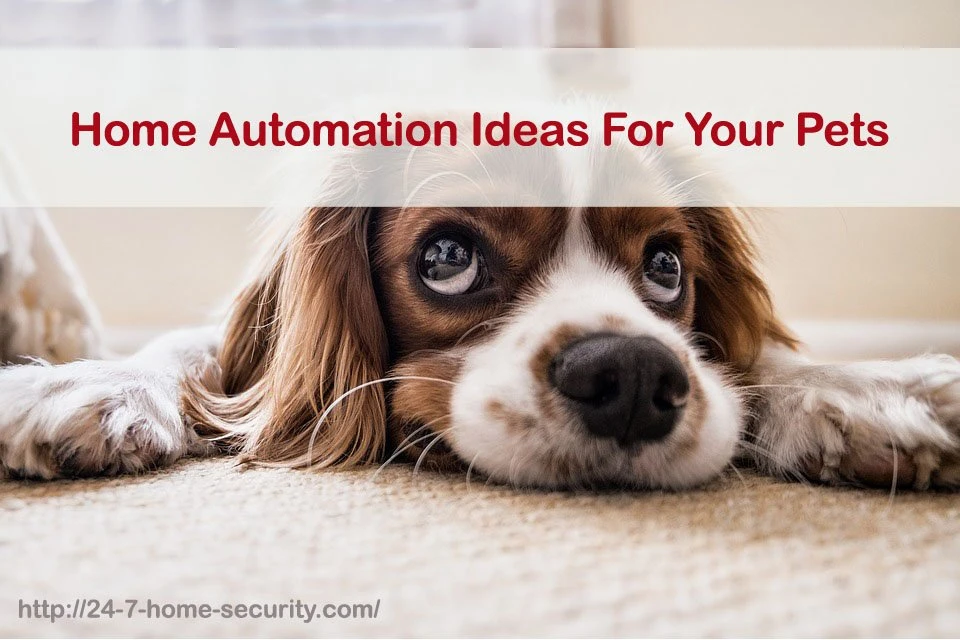  Home  Automation  Ideas  For Your Pets 24 7 Home  Security